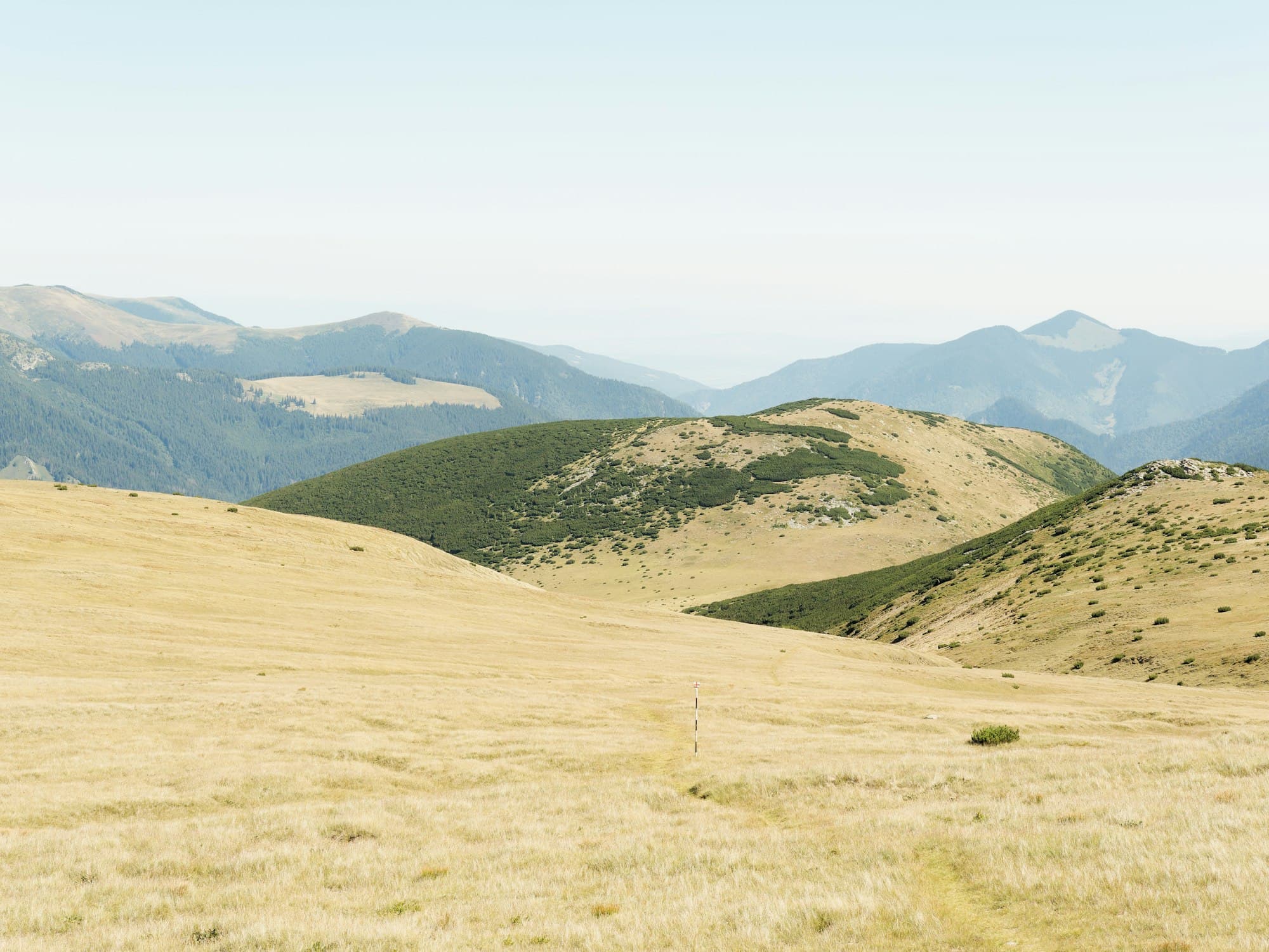 Lomas secas y doradas con encinos dispersos — tierra de espacio defendible en el Valle Central