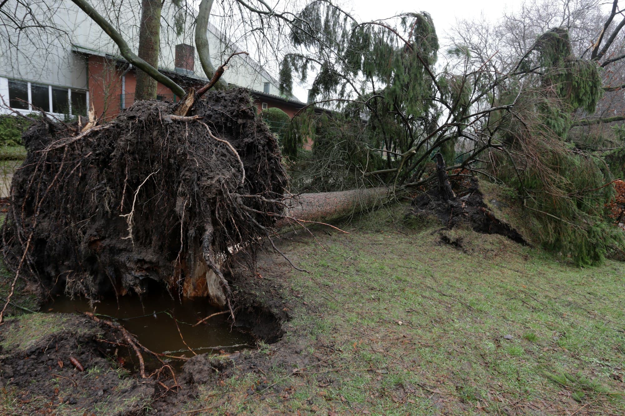 Rama de árbol caída tras daños de tormenta en el condado de Merced