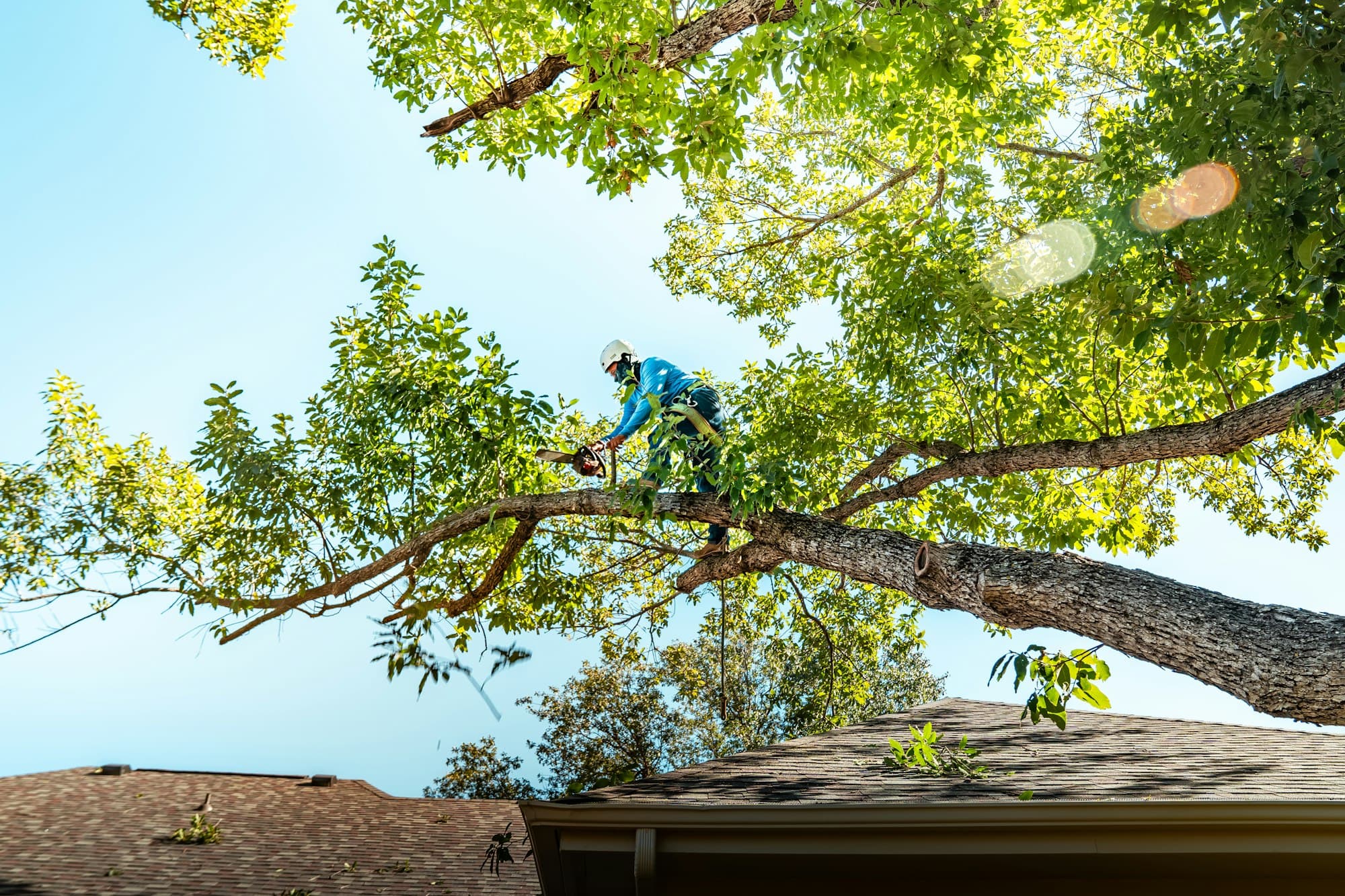Trabajo de derribo de árbol en marcha en el condado de Merced, California